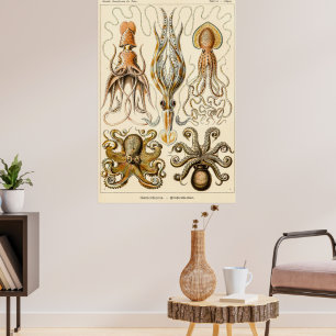 Octopus Squid Gamochonia by Ernst Haeckel Poster