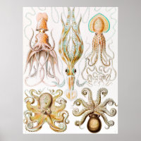 Octopus Squid, Gamochonia by Ernst Haeckel
