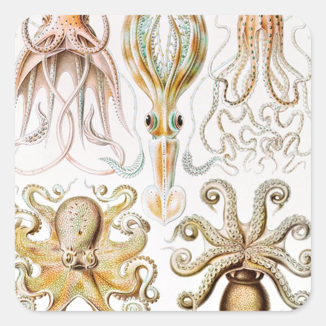 Octopus Squid, Gamochonia by Ernst Haeckel Square Sticker (Front)