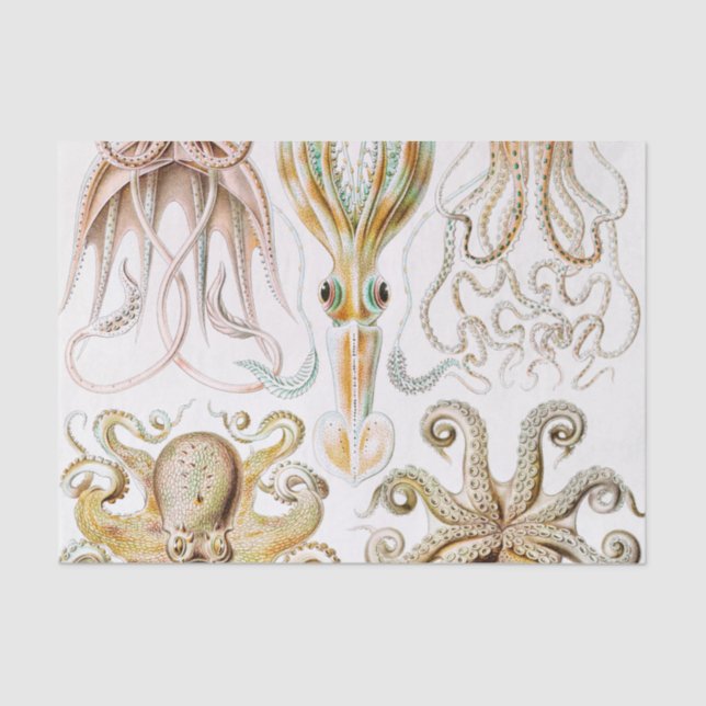 Octopus Squid, Gamochonia by Ernst Haeckel Tissue Paper (Front)