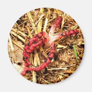 Octopus Stinkhorn Fungi Magnet