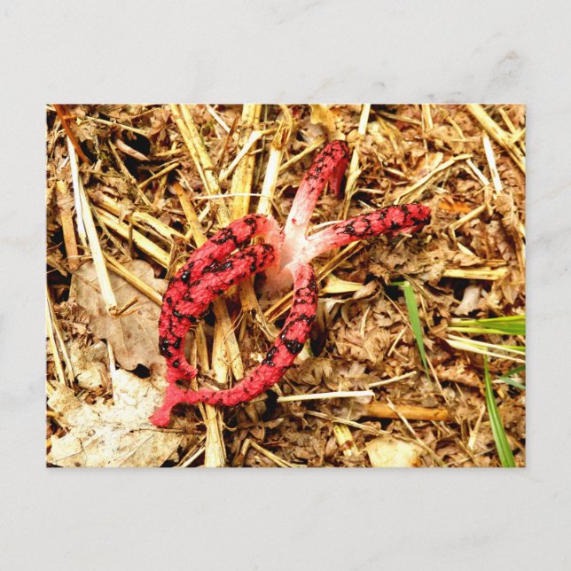 Octopus Stinkhorn Postcard (Front)
