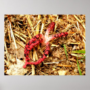 Octopus Stinkhorn Poster