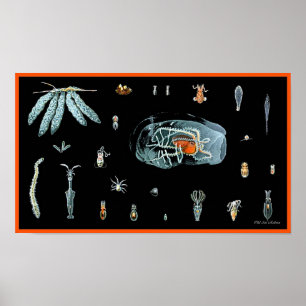 Octopus Study Poster