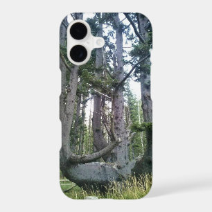 Octopus Tree, Cape Meares, Oregon