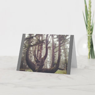 Octopus Tree, Cape Meares, Oregon Card