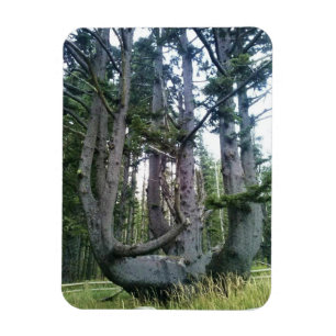 Octopus Tree, Cape Meares, Oregon Magnet