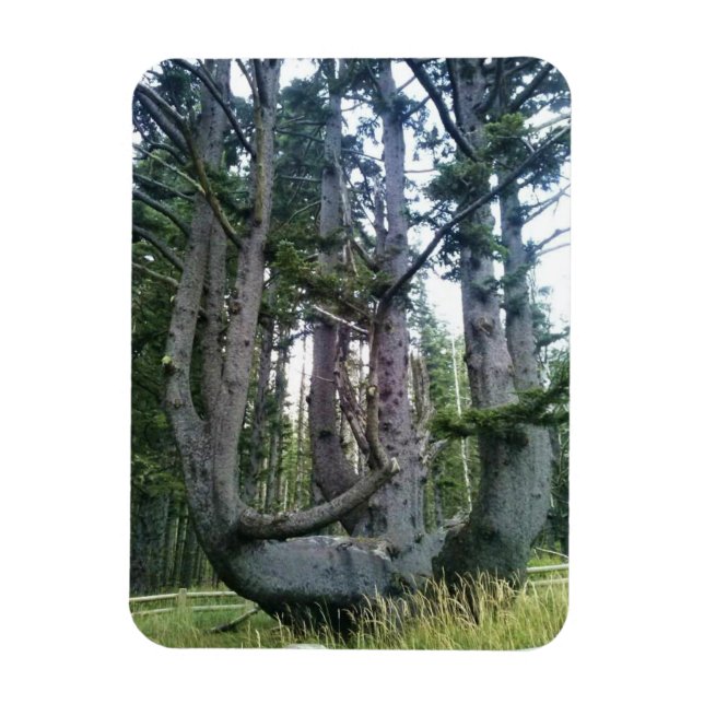 Octopus Tree, Cape Meares, Oregon Magnet (Vertical)
