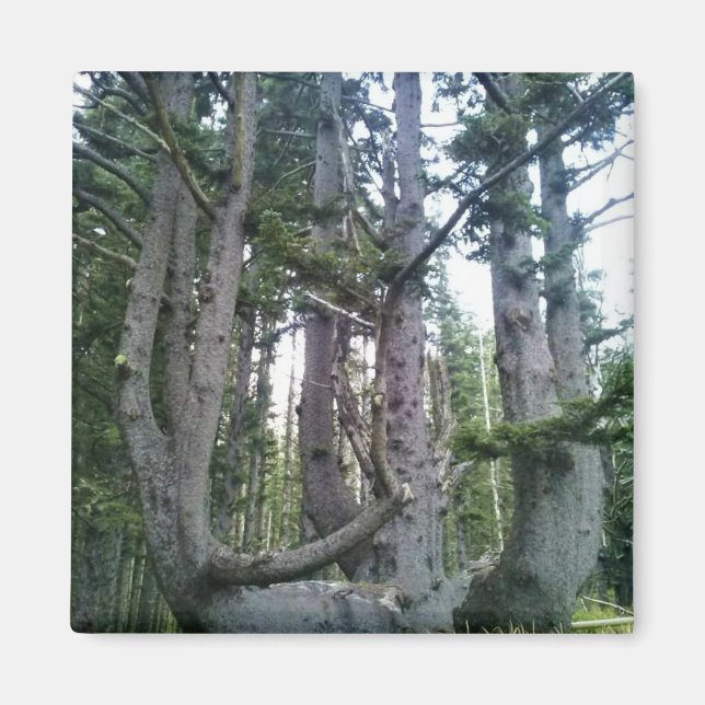 Octopus Tree, Cape Meares, Oregon Magnet (Front)
