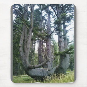 Octopus Tree, Cape Meares, Oregon Mouse Pad