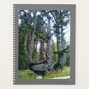 Octopus Tree, Cape Meares, Oregon Planner