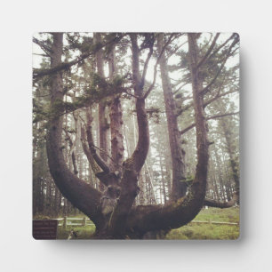 Octopus Tree, Cape Meares, Oregon Plaque