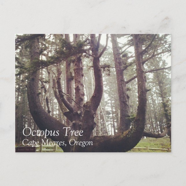 Octopus Tree, Cape Meares, Oregon Postcard (Front)
