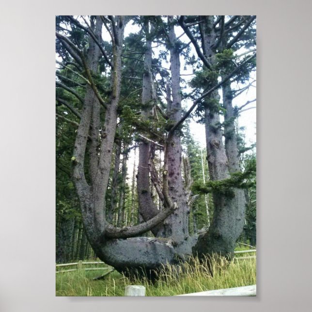 Octopus Tree, Cape Meares, Oregon Poster (Front)