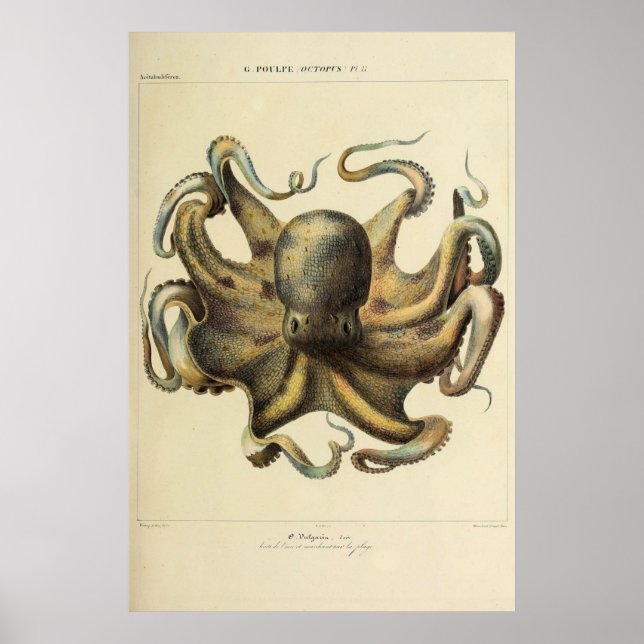 Octopus Vintage Zoological Sketch Poster (Front)