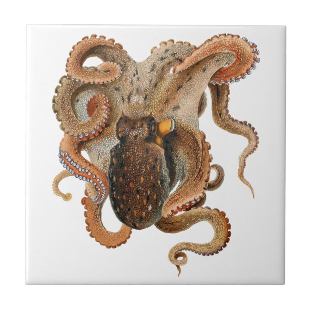 Octopus Vulgaris, Vintage Marine Life Animals Ceramic Tile (Front)