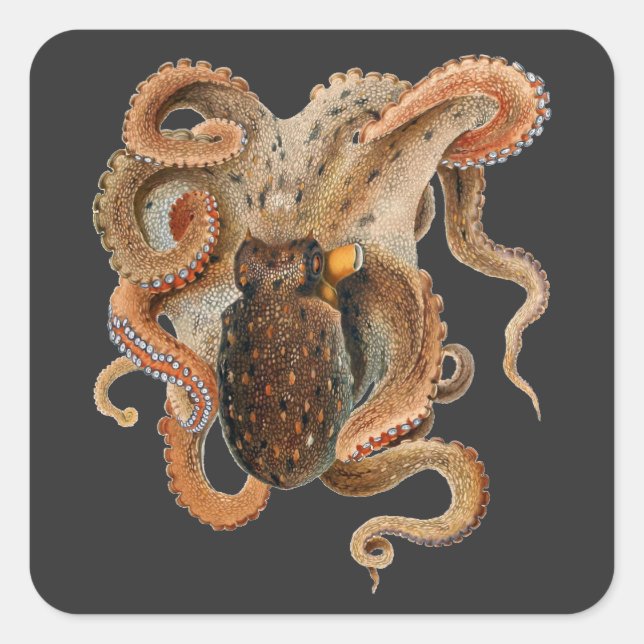 Octopus Vulgaris, Vintage Marine Life Animals Square Sticker (Front)