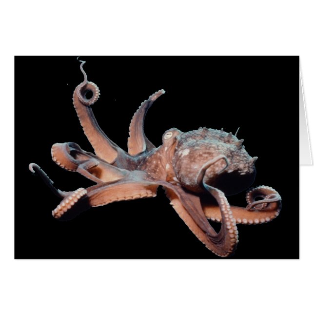 Octopus-Wild Thang (Front Horizontal)