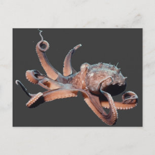Octopus-Wild Thang Postcard