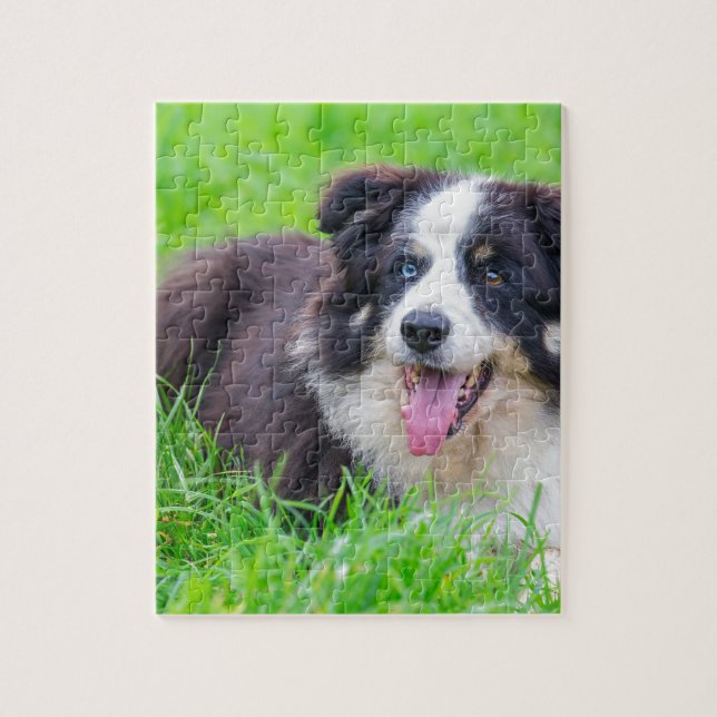 Odd eye border collie lying in  grass.JPG Jigsaw Puzzle (Vertical)