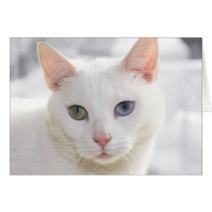 odd-eyed white cat close up face