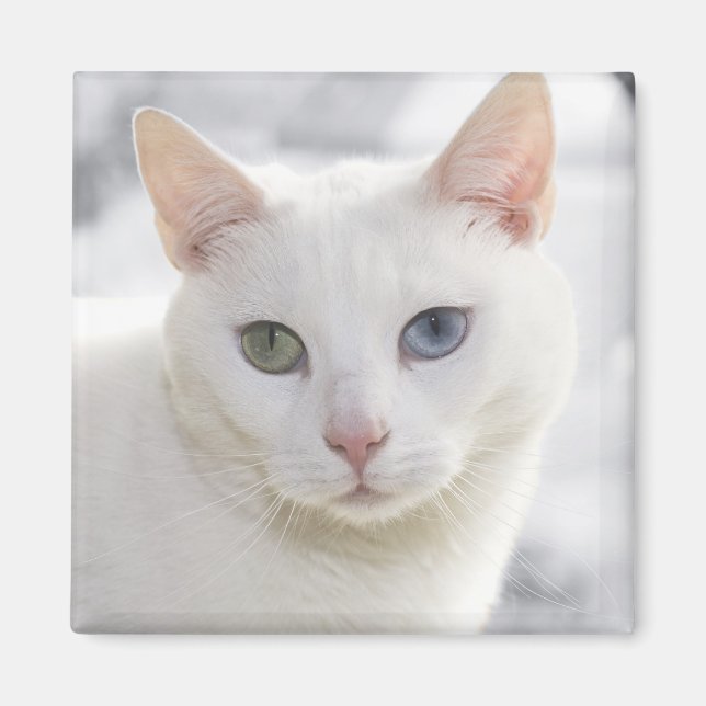 odd-eyed white cat close up face magnet (Front)