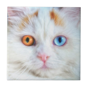 Odd-Eyed White Persian Cat Ceramic Tile