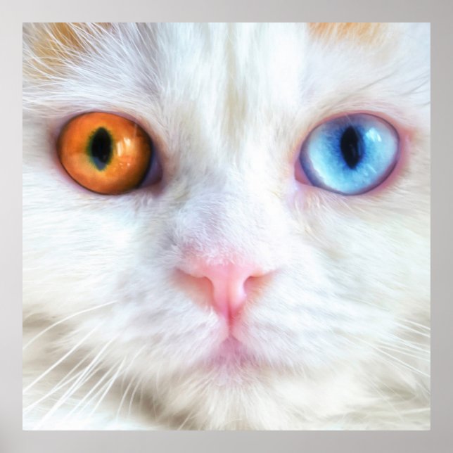 Odd-Eyed White Persian Cat Poster (Front)