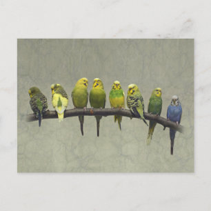 Odd One Out Postcard