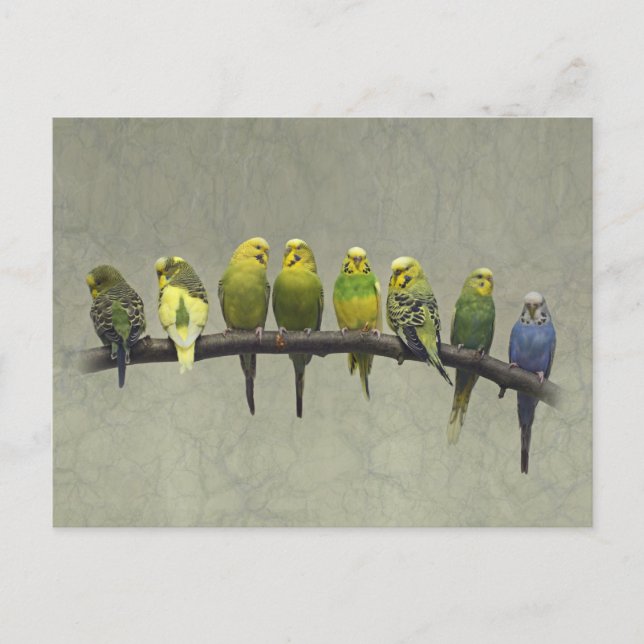 Odd One Out Postcard (Front)