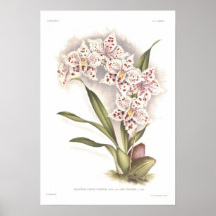 Odontoglossum crispum poster