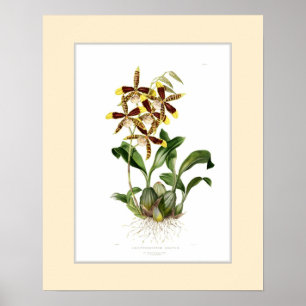 Odontoglossum grande,Custom border Poster