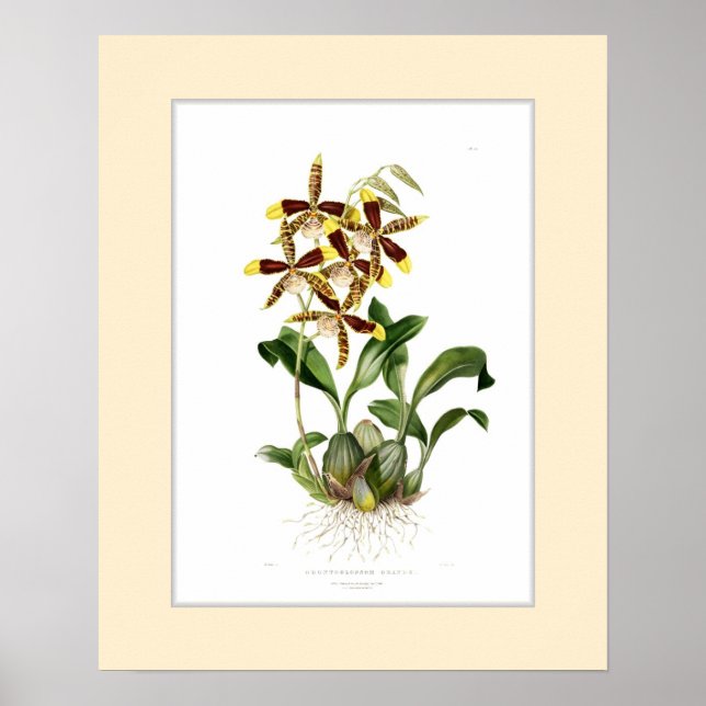 Odontoglossum grande,Custom border Poster (Front)