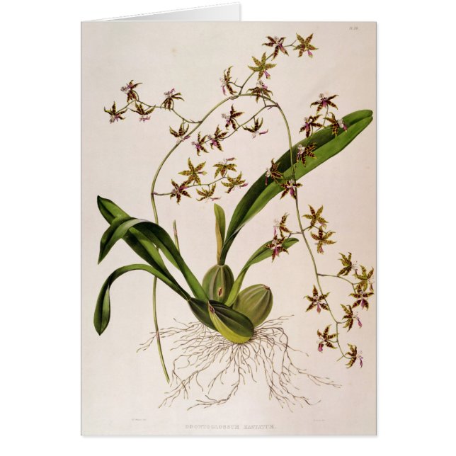 Odontoglossum Hastatum (Front)