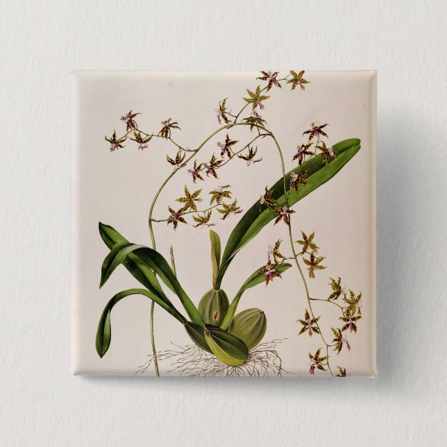 Odontoglossum Hastatum 15 Cm Square Badge (Front)