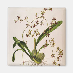 Odontoglossum Hastatum Magnet