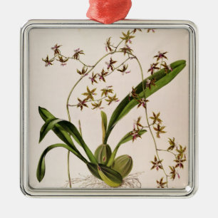 Odontoglossum Hastatum Metal Tree Decoration