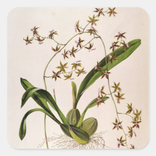 Odontoglossum Hastatum Square Sticker