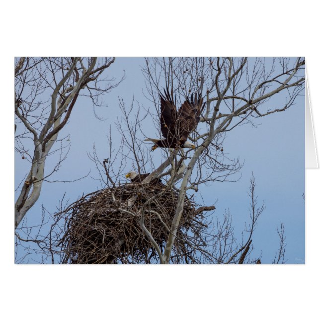 Off For More (Front Horizontal)