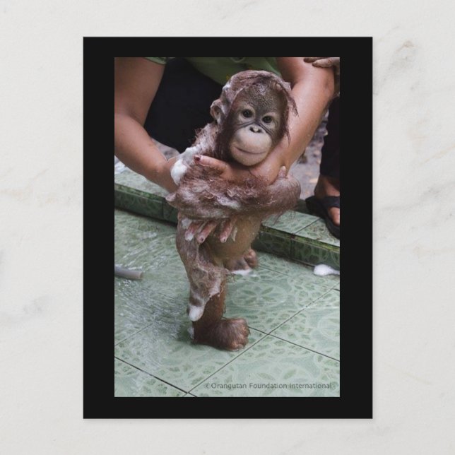 OFI Orangutan Orphan Rescue Baby Jackat Postcard (Front)
