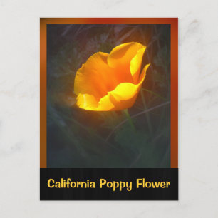 Ogange California Flower Postcard