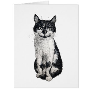 Ogie the cat