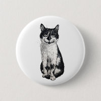 Ogie the cat