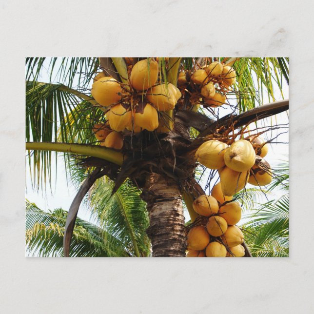 Oh Coconuts Postcard (Front)