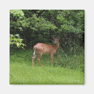 Oh Deer! Magnet