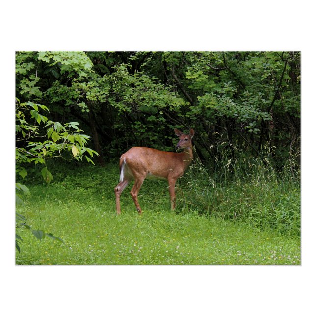 Oh Deer! Poster (Front)