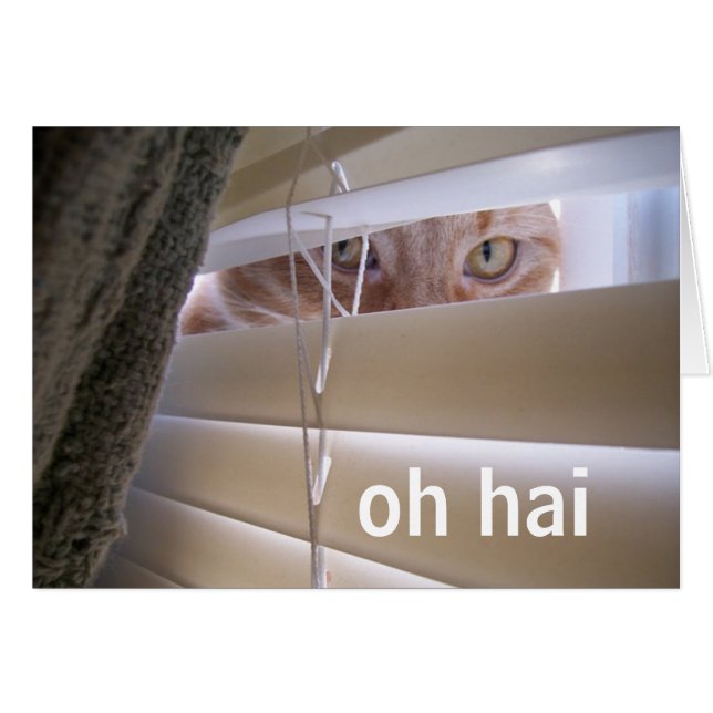 Oh Hai -- Cat in the Window (Front Horizontal)
