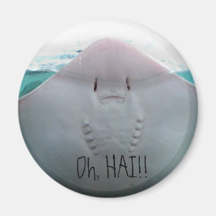 Oh, HAI! Stingray Magnet