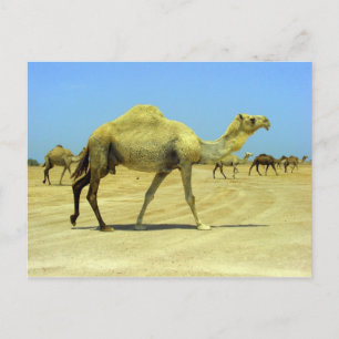 Oh happy day - camels in the desert postcard
