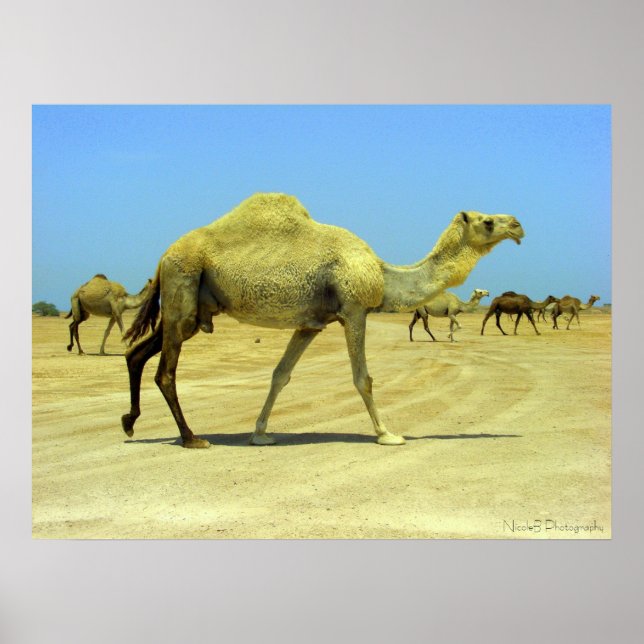 Oh happy day - camels in the desert poster (Front)